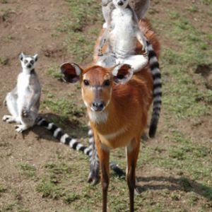 Hraví Lemuri na Antilopě