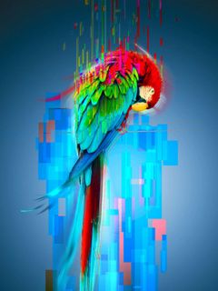 Barevný Papoušek - wallpaper preview