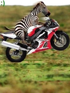 Zebra na motorce