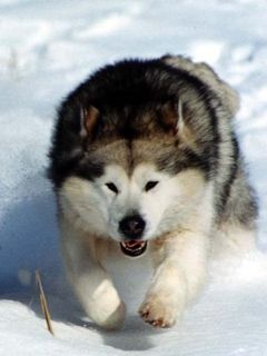 Běžící Aljašský Malamute ve Snehu