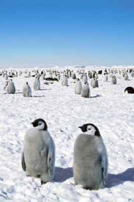 Roztomilí tučňáci v sněhu - wallpaper preview