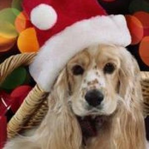 Roztomilý pes v čepici Santa