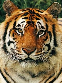 Majestátní Tiger Portrét
