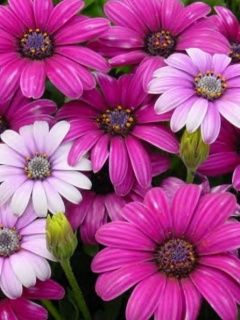 Živé Růžové a Bílé Květiny - wallpaper preview