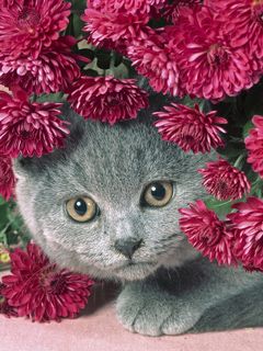 Roztomilá Šedá Kočka Mezi Květinami - wallpaper preview