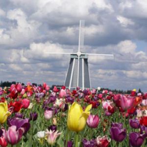 Barevné Pole Tulipánů s Větrným Mlýnem
