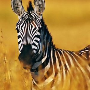 Majestátní zebra ve zlaté trávě