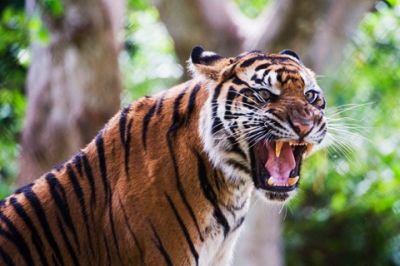 Hrozivý Tiger Řvoucí - wallpaper preview