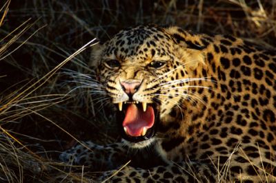 Hrozivý leopard řvoucí