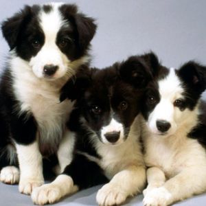 Roztomilá štěňata Border Collie