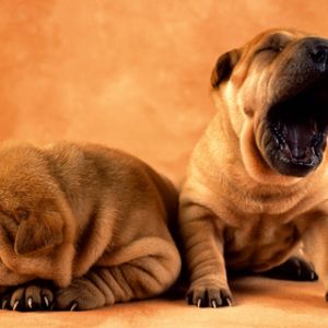 Roztomilí štěňata Shar Pei