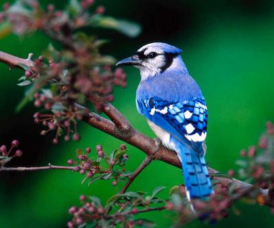 Modrý Jay na Větvi - wallpaper preview