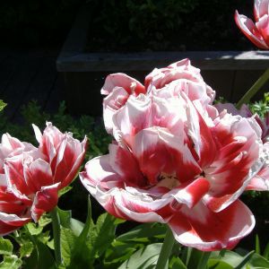 Krásné červené a bílé tulipány