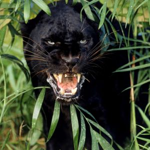 Hrozivý Černý Panther