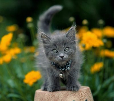 Roztomilá Šedá Kočka ve Květinách - wallpaper preview