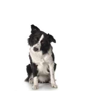 Roztomilý Border Collie Pes