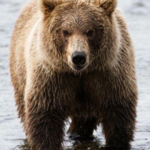 Majestátní Grizzly Medvěd