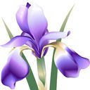 Fialová Iris Květina