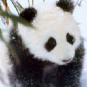 Roztomilá panda ve sněhu