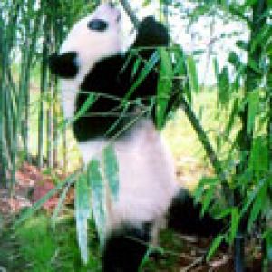 Roztomilá panda v bambusu