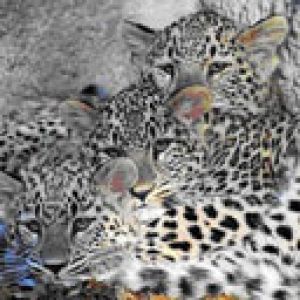 Leopardí mláďata se objímají