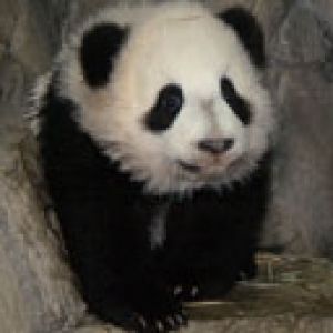 Roztomilá panda tapeta