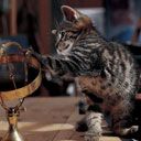 Hravé Kotě s Globem - wallpaper preview