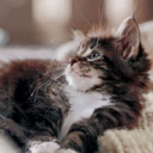 Roztomilé kotě Maine Coon