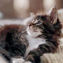 Roztomilé kotě Maine Coon