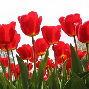 Živé Červené Tulipány