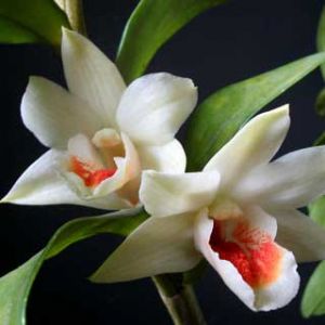 Elegantní Bílé Orchideje