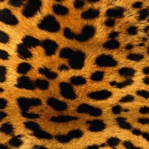 Leopardí Vzor