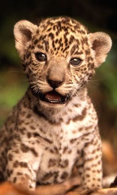 Roztomilá leopardí mláďata