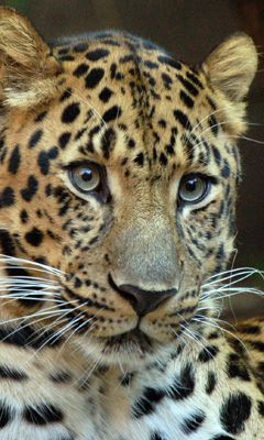 Majestátní blízký pohled na leoparda - wallpaper preview