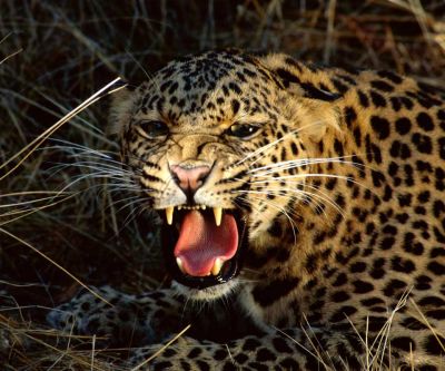 Hrozivý leopard řvoucí