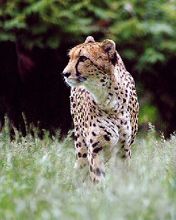 Majestátní Gepard v Přírodě