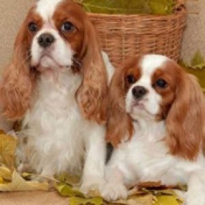 Roztomilí Cavalier King Charles Španělé