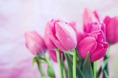 Růžové Tulipány