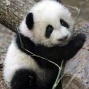 Roztomilé panda mládě