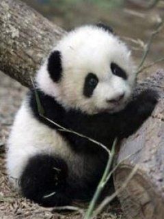 Roztomilé panda mládě