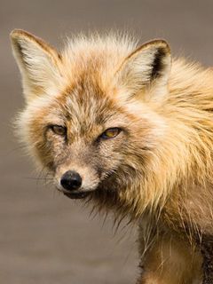 Divoká liška zblízka - wallpaper preview