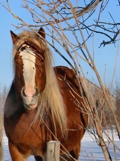 Majestátní Hnědý Kůň - wallpaper preview