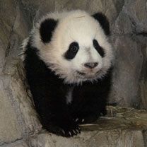Roztomilý panda mládě