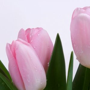 Růžové Tulipány s Rosou