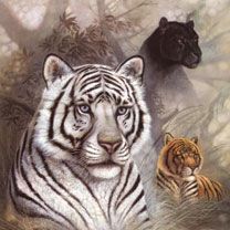 Majestátní tygři a panter