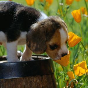 Štěně Beagle v Květech