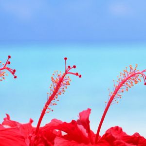 Živé Červené Hibisky