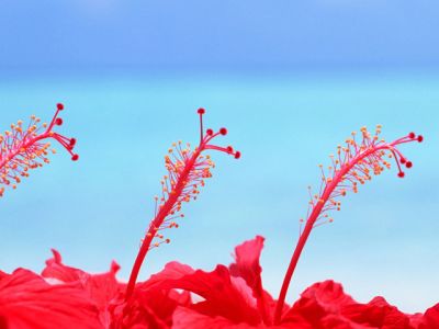 Živé Červené Hibiscus