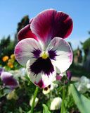 Živá Pansy Květina