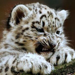 Sněžný leopardíček